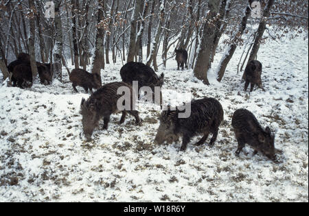 Le sanglier (Sus scrofa) femelles avec leurs jeunes de l'année.dans la neige épaisse,Nourriture.sur le bord de la forêt. Banque D'Images