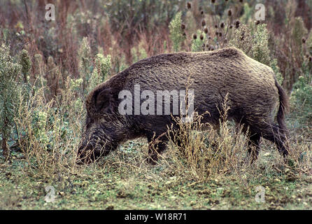 Le sanglier (Sus scrofa) alimentation mâle .Sur le bord de la forêt. Banque D'Images