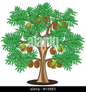 Vector illustration arbre aux fruits mûrs noyer Illustration de Vecteur