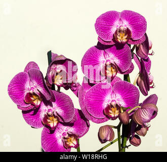 Fleurs d'une orchidée Phalaenopis. Banque D'Images