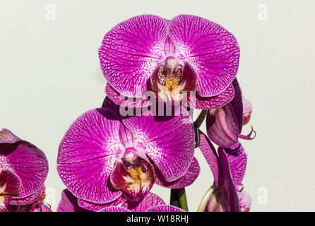 Fleurs d'une orchidée Phalaenopis. Banque D'Images