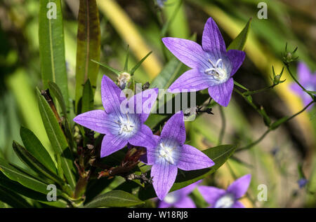 Bellflower (Campanula patula propagation).Cette plante se propage par les feuilles de lauriers roses.Cette espèce est auto-set dans mon jardin.le sud-ouest de la France. Banque D'Images