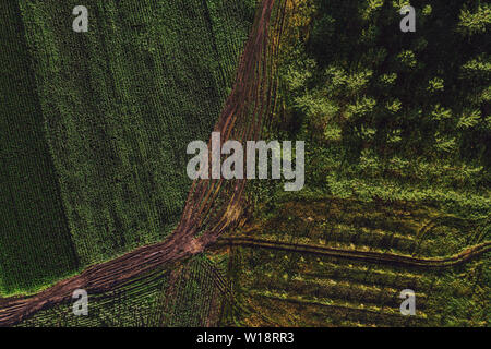 Vue aérienne de la route de terre en campagne, entre le champ et la forêt de peupliers, vue du dessus du pov de drones Banque D'Images