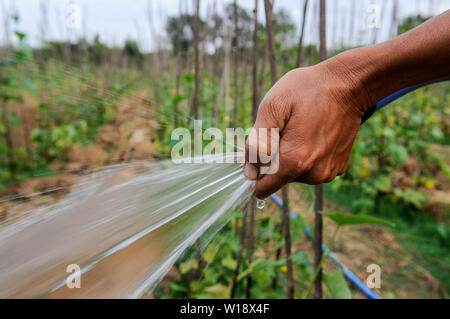 Le Laos, agriculteur irriguer du concombre, qu'il est après la plantation de la récolte de paddy sur le terrain, l'irrigation par le tuyau d'eau / Laos Vientiane, Disto , Reisfarmer Nasala Interdiction Dorf, Phao Mamugda Reisernte baut nach Gurken, Bewaesserung Zwischenfrucht un SLA Banque D'Images