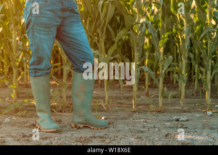 La productrice en bottes de caoutchouc debout dans un champ de maïs. Agronome woman posing in plantation de maïs. Banque D'Images