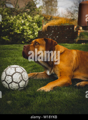 Boerboel chien jouant dans l'herbe - portrait côté with ball Banque D'Images