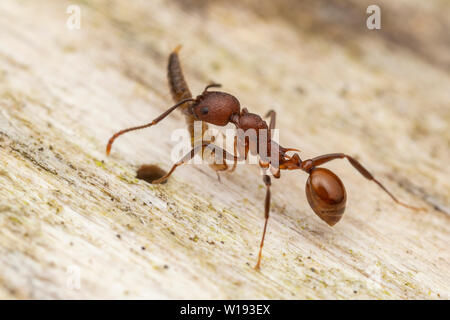 Un Ant cintré (Aphaenogaster tennesseensis) ramène un insecte mort à sa colonie. Cette vue affiche les détails du thorax et de la roue pivotante. Banque D'Images