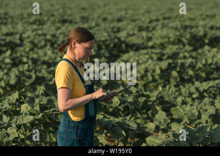 Agriculteur tournesol using tablet computer in crop field avant floraison, Close up of female hands avec appareil à écran tactile moderne Banque D'Images