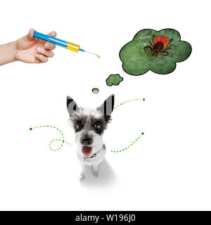 Chien caniche considérant le problème des insectes tiques et puces , proche de zéro de sa peau ou de fourrure , isolé sur fond blanc Banque D'Images