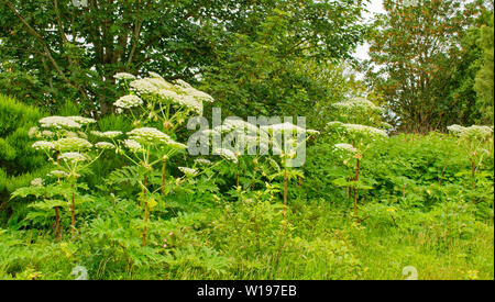 Au début de l'ÉTÉ DE LA RIVIÈRE FINDHORN EN ÉCOSSE UNE RANGÉE DE FLEURS ET LES TIGES DE LA Berce du Caucase Heracleum mantegazzianum Banque D'Images