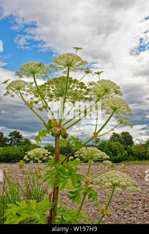 FINDHORN EN ÉCOSSE AU DÉBUT DE L'été, LES FLEURS ET LA TIGE DE LA Berce du Caucase Heracleum mantegazzianum CONTRE NUAGES DANS UN CIEL D'ÉTÉ Banque D'Images