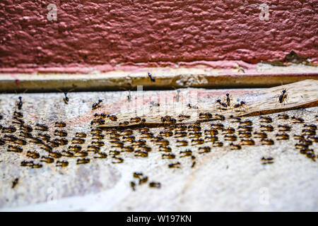 Beaucoup de noir de l'armée de fourmis marcher dans la ligne sur plancher de béton. Banque D'Images