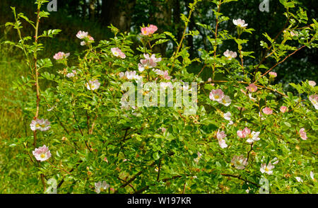 FINDHORN EN ÉCOSSE AU DÉBUT DE L'été, DES FLEURS ROSES DU WILD DOG ROSE rosa canina Banque D'Images