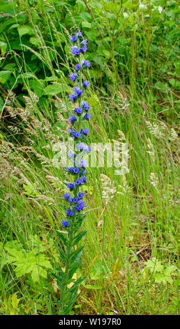 Fleurs sauvages de la rivière FINDHORN EN ÉCOSSE EN ÉTÉ, LES FLEURS BLEU DE VIPÈRES-Echium vulgare Vipérine commune parmi les herbes d'été Banque D'Images