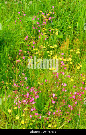 Fleurs sauvages de la rivière FINDHORN EN ÉCOSSE EN ÉTÉ, LES FLEURS JAUNES DE BARBE-ROUSSE LISSE ET Crepis capillaris rouge rose campion Silene dioica Banque D'Images