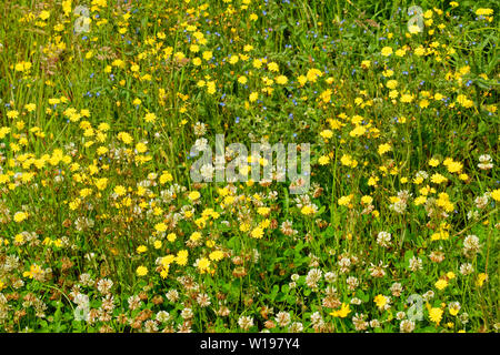 Fleurs sauvages de la rivière FINDHORN EN ÉCOSSE EN ÉTÉ, LES FLEURS JAUNE LISSE DE HAWKS-Crepis capillaris barbe et le trèfle blanc Trifolium repens Banque D'Images