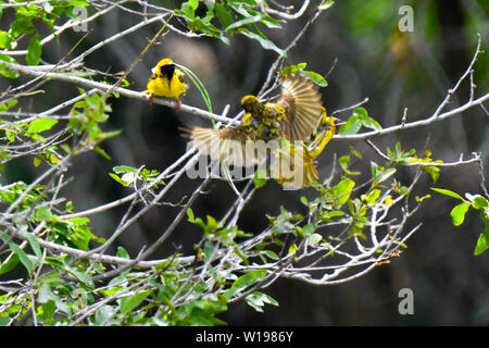 Sud mâle voletant et tisserands masque nichant dans les taillis vert magnifique dans le Parc National Kruger Banque D'Images