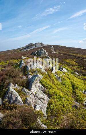 Les Stiperstones, Shropshire, Angleterre. Voir à partir de la canneberge un affleurement de roche de quartzite sur la crête. Banque D'Images