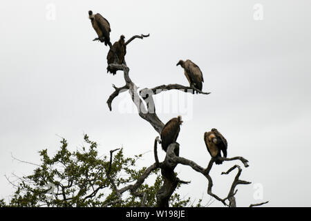 Vautours assis sur un arbre sec et mort à la recherche de proies dans le parc national Kruger Banque D'Images