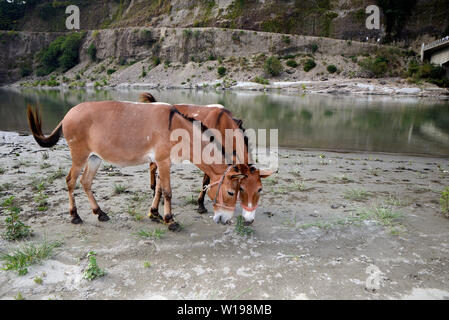Mule mange de l'herbe sur les bords de la rivière Banque D'Images
