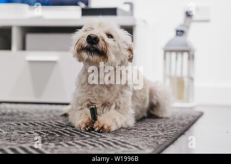 Portrait d'un chien blanc Ganaraskan, étendu sur le tapis à la maison, manger un festin, selective focus. Banque D'Images