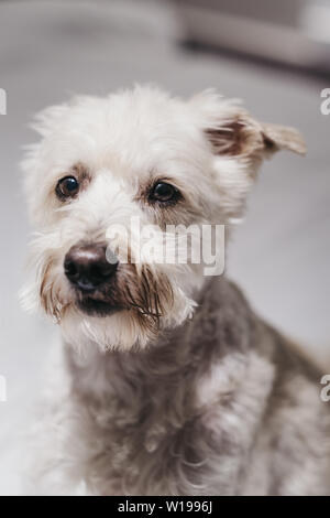Close up portrait of a senior Ganaraskan chien, regardant la caméra, selective focus. Banque D'Images