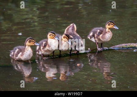 Les canetons assis sur une branche de son bassin. Banque D'Images