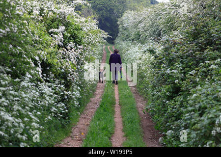 Une femme et son chien labrador noir à marcher le long de la Peddar's Way à fring à Norfolk. Banque D'Images