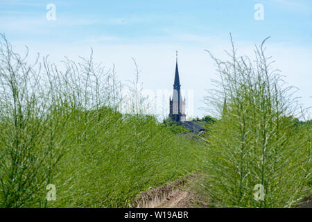 Cycle de culture de plus en plus de légumes asperges blanches en saison estivale dans les exploitations néerlandaises Banque D'Images