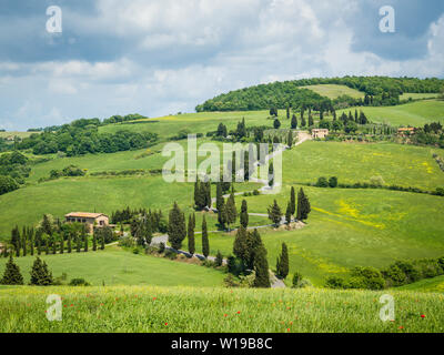 Cypress road près de petit village de Monticchiello, Toscane, Italie Banque D'Images