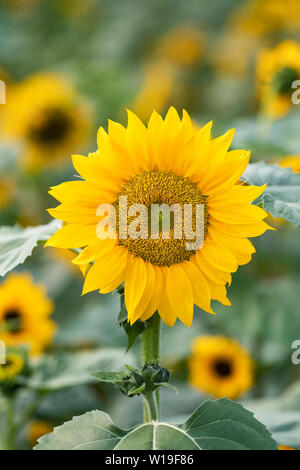 Fleurs de tournesol fond naturel. Banque D'Images