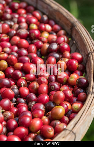 Close up de fruits rouges café en grains dans le panier Banque D'Images