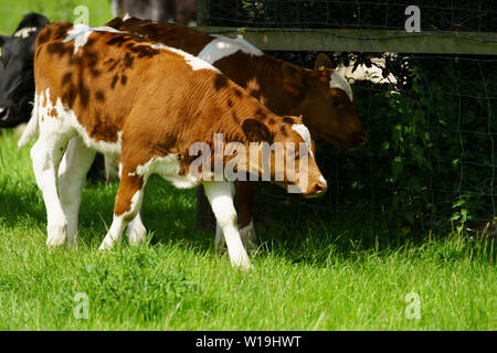 Calf brun et blanc marchant dans un champ. Banque D'Images
