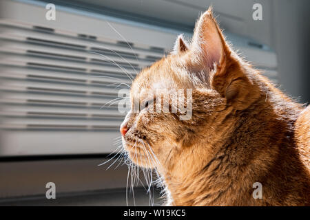 Vue de profil d'Half-Persian chat orange avec les yeux fermés assis dans le soleil Banque D'Images