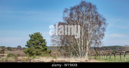 Large heath paysages à l'horizon, d'immenses paddocks, l'Lueneburg Heath offre à ses visiteurs aussi dans le ressort d'une expérience de la nature inoubliable. Banque D'Images