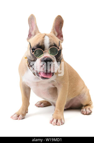 Mignon bouledogue français portent des lunettes et un coin isolé sur fond blanc, animal et animal concept Banque D'Images