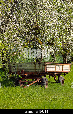 Remorque vide sous l'arbre en fleurs au printemps Banque D'Images