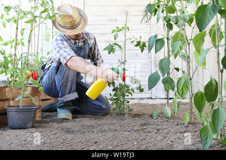 Dans l'homme potager pesticides sprays sur feuilles de plants de tomates, de soins de plantes pour la croissance concept Banque D'Images