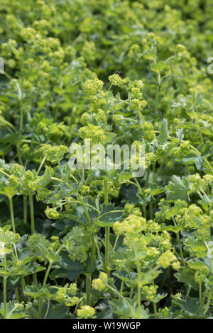 Gewöhnlicher Frauenmantel, Gelbgrüner Frauenmantel, Frauenmantel, Alchemilla xanthochlora, Alchemilla vulgaris, Lady's Mantle Banque D'Images