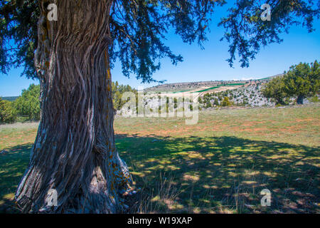 Vieux arbres et paysage. Juniper Enebral de Hornuez, moral de Hornuez, province de segovia, Castilla Leon, Espagne. Banque D'Images