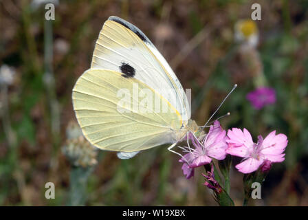 Gros blanc, gros blanc de chou, Großer Kohlweißling, Piéride du chou, Pieris brassicae, káposztalepke Banque D'Images