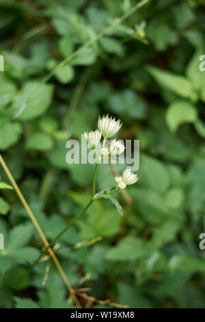 Astrantia major fleur en mountain meadow Banque D'Images