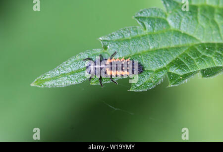 Close up de coccinelles larves sur une feuille Banque D'Images