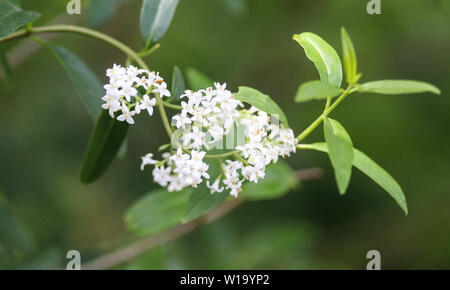 Close up of Ligustrum vulgare flower Banque D'Images