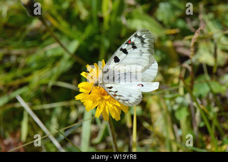 Phoebus Apollo, Alpenapollo, Parnassius phoebus Banque D'Images