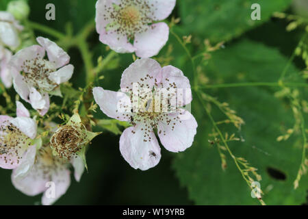 Close up of flower Blackberry, Rubus fruticosus, genêts en fleurs au printemps Banque D'Images