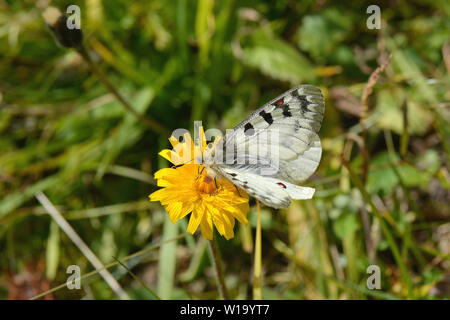 Phoebus Apollo, Alpenapollo, Parnassius phoebus Banque D'Images