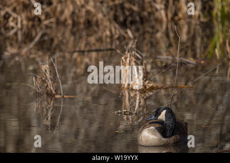 Un seul Canadien goose se détendre sous le soleil d'hivers jour dans les milieux humides Banque D'Images