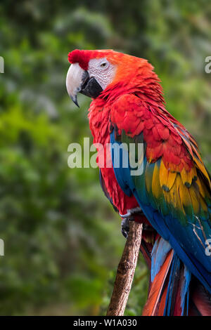 Ara rouge (Ara macao) indigène à la forêt tropicale d'Amérique centrale et du Sud