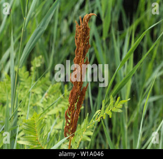 Close up d'Osmunda regalis, ou l'osmonde royale, au printemps en fleurs Banque D'Images